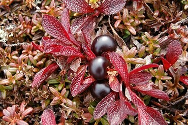 Арктоус альпийский (Arctous alpina)