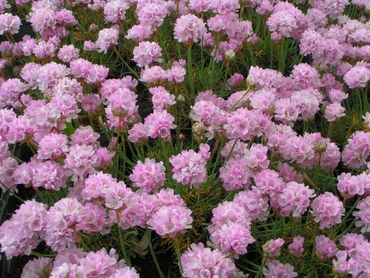 Армерия приморская Армада Пинк (Armeria maritima 'Armada Pink')