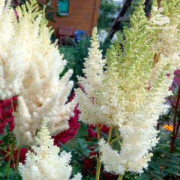 Астильба Арендса Астари Уайт (Astilbe x arendsii 'Astari White')