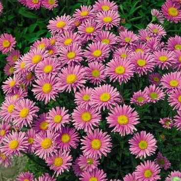 Астра альпийская Пинк (Aster alpinus 'Pink')