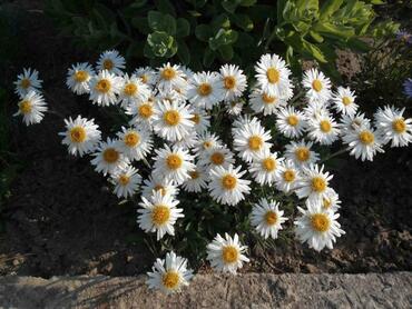 Астра альпийская Уайт (Aster alpinus 'White')
