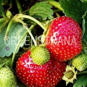Земляника садовая Вима Ксима (Fragaria x ananassa 'Vima Xima')