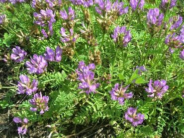 Астрагал альпийский (Astragalus alpinus)