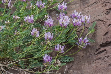 Астрагал левье (Astragalus levieri)
