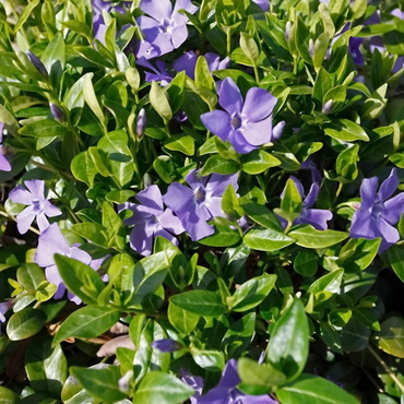 Барвинок Ла Грейв (Vinca minor 'La Grave')