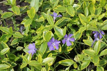 Барвинок Блю энд Голд (Vinca minor 'Blue and Gold')
