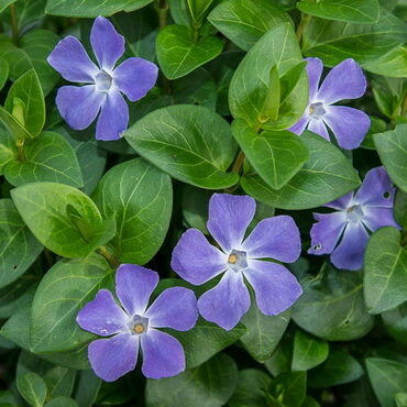 Барвинок большой (Vinca major)