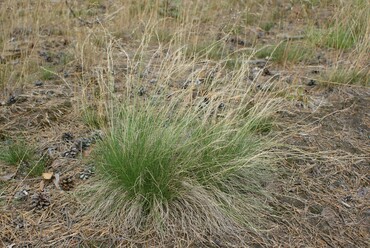 Белоус торчащий (Nardus stricta)