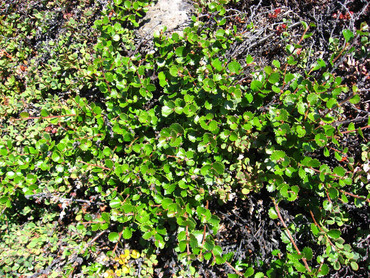Береза карликовая (Betula nana) Ерник