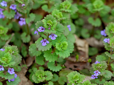 Будра плющевидная (Glechoma hederacea)
