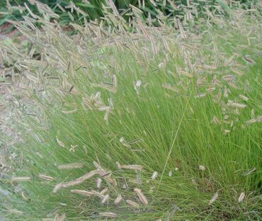 Бутелуа изящная (Bouteloua gracilis)