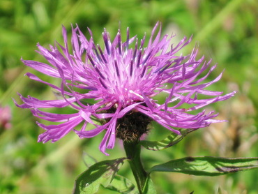 Василек луговой (Centaurea jacea)