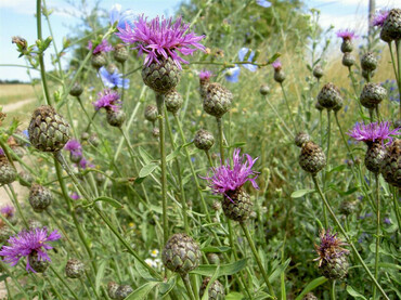 Василек шероховатый (Centaurea scabiosa)