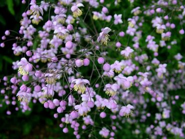 Василистник Делавея Глаукум (Thalictrum delavayi 'Glaucum')