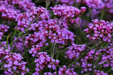 Вербена бонарская (Verbena bonariensis)