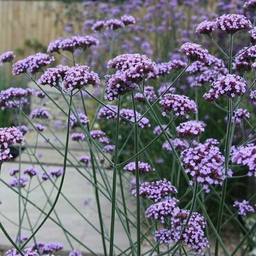 Вербена буэнос-айресская (Verbena bonariensis)