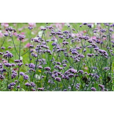 Вербена буэнос-айресская Файнесс (Verbena bonariensis 'Finess')