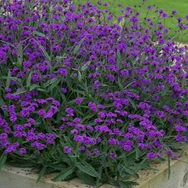 Вербена жесткая Сантос Пёпл (Verbena rigida 'Santos Purple')