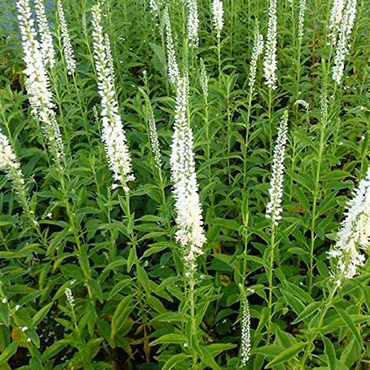 Вероника длиннолистная Альба (Veronica longifolia 'Alba')