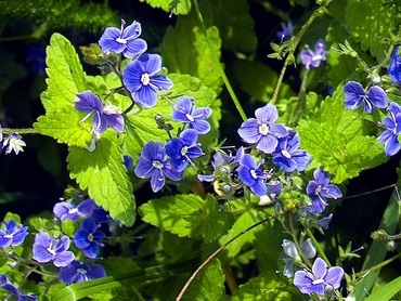 Вероника дубравная (Veronica chamaedrys)