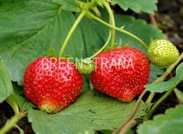 Земляника садовая Симфония (Fragaria x ananassa 'Symphony')