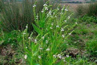 Вероника ключевая (Veronica anagallis-aquatica)