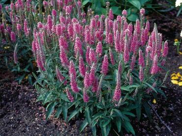 Вероника колосковая Карликовая роза (Veronica spicata 'Nana Rosea')
