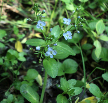 Вероника поручейная (Veronica beccabunga)