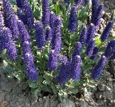 Вероника порфирия (Veronica porphyriana)