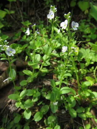Вероника тимьянолистная (Veronica serpyllifolia)