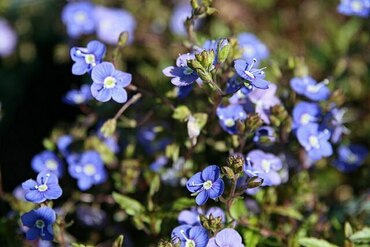 Вероника цветоножковая (Veronica peduncularis)