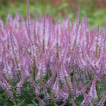 Вероникаструм виргинский Адорейшн (Veronicastrum virginicum 'Adoration')
