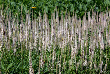 Вероникаструм виргинский Альбифлорум (Veronicastrum virginicum 'Albiflorum')