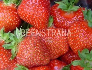 Земляника садовая Элиани (Fragaria x ananassa 'Eliany')