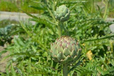 Артишок Султан (Cynara scolymus 'Sultan')