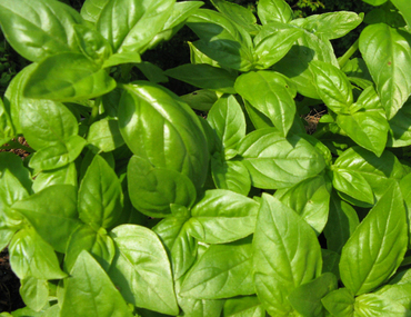 Базилик ароматный (Ocimum basilicum)