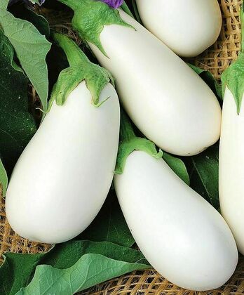 Баклажан Альбион (Solanum melongena 'Albion')