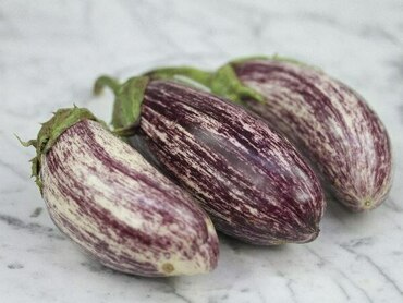 Баклажан Полосатик (Solanum melongena 'Polosatik')