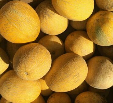 Дыня Лада (Cucumis melo 'Lada')