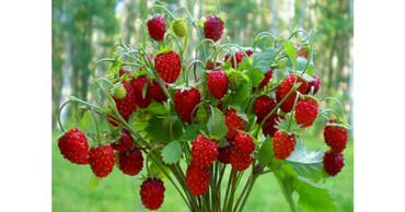 Земляника лесная (Fragaria vesca)