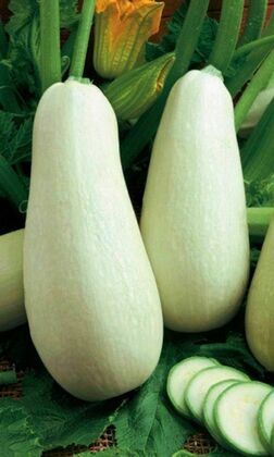 Кабачок Белый лебедь (Cucurbita pepo 'Belyj Lebed') (белоплодный)