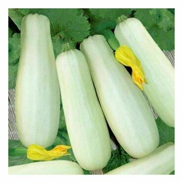 Кабачок Белоплодные (Cucurbita pepo 'Beloplodnye')