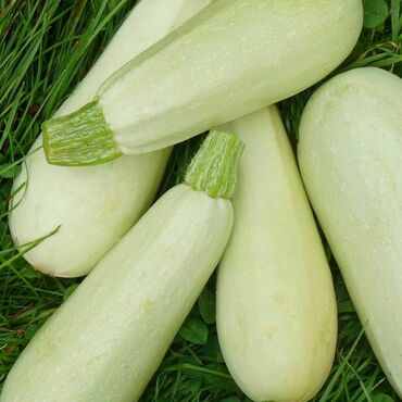 Кабачок Грибовские 37 (Cucurbita pepo 'Gribovskie 37')