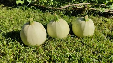 Кабачок Теща хлебосольная (Cucurbita pepo 'Tescha Khlebosolnaya')