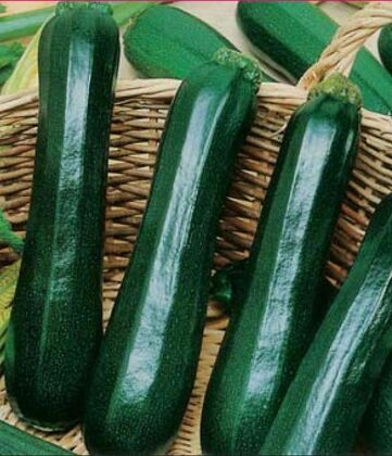 Кабачок Черный красавец (Cucurbita pepo 'Chernyj Krasavets')