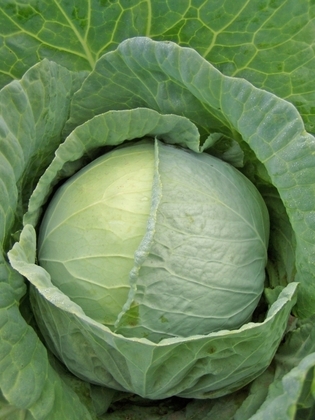 Капуста белокочанная (Brassica oleracea var. capitata f. alba) поздняя