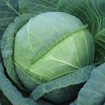Капуста белокочанная (Brassica oleracea var. capitata f. alba) ранняя