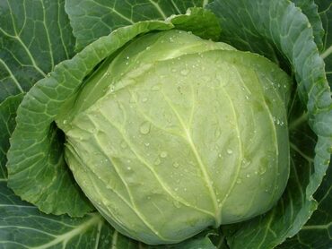 Капуста белокочанная (Brassica oleracea var. capitata f. alba) средняя