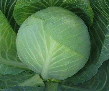 Капуста белокочанная Валентина (Brassica oleracea var. capitata f. alba 'Valentina')