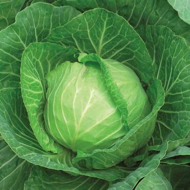 Капуста белокочанная Взрыв (Brassica oleracea var. capitata f. alba 'Vzryv')